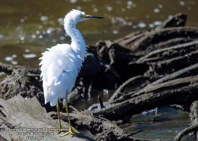 © Through Open lens Photography