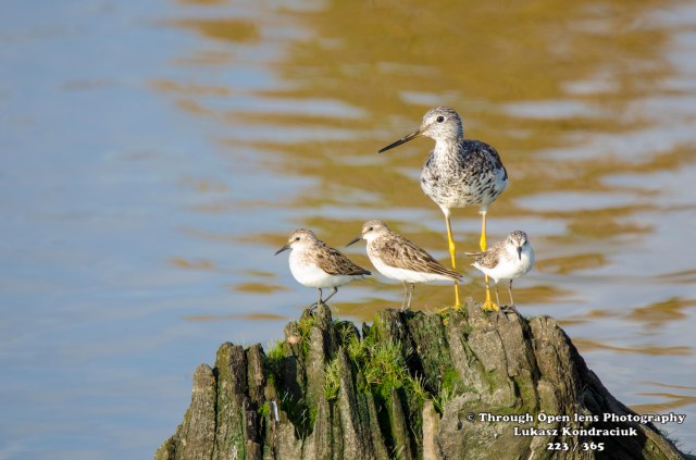 Greater Yellowlegs 1