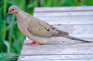 Mourning Dove