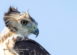 Red-tailed Hawks1