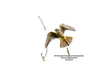 American Kestrel 1