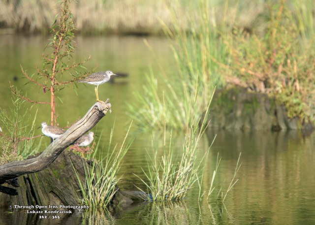 Greater Yellowlegs 3