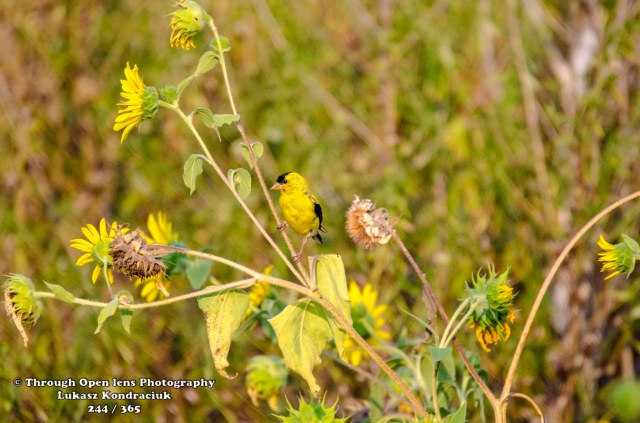 The American Goldfinch