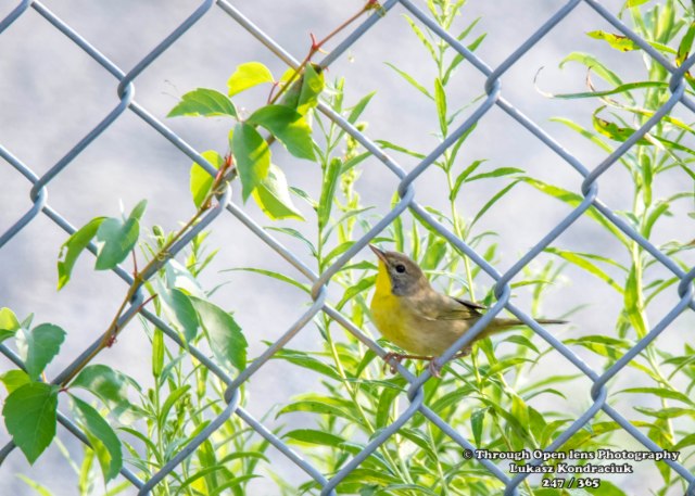 Yellow-breasted Chat