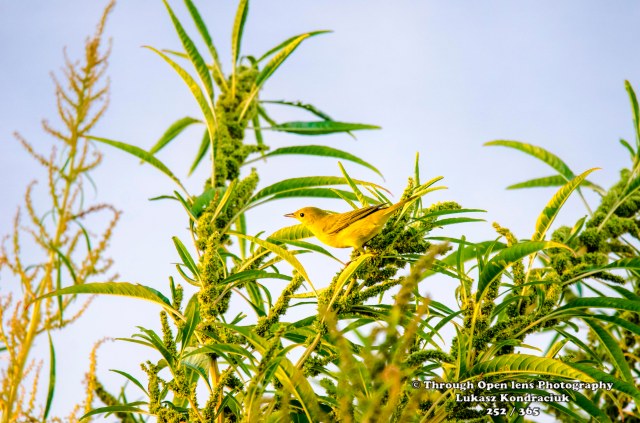 Yellow Warbler 2