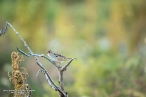 American Tree Sparrow