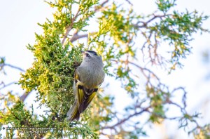 Golden-crowned Kinglet