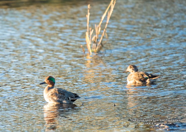 Green-winged Teal