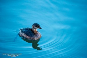Pied-Billed Grebe Juvenile