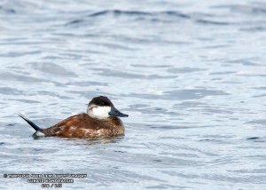 Ruddy Duck 1