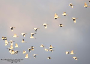 Snowy Egrets Flock