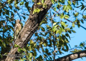 Yellow bellied sapsucker juvenile