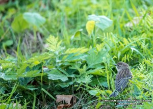 Yellow-Rumped Warbler