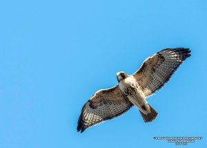Red-tailed Hawk