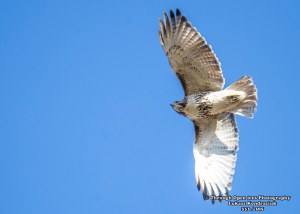 Red-tailed Hawk