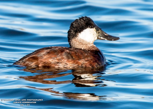Ruddy Duck