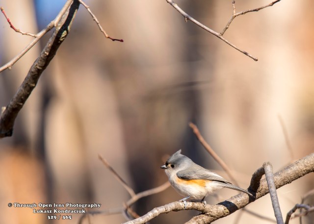 Tufted Titmouse