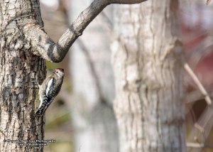 Yellow Bellied Sapsucker