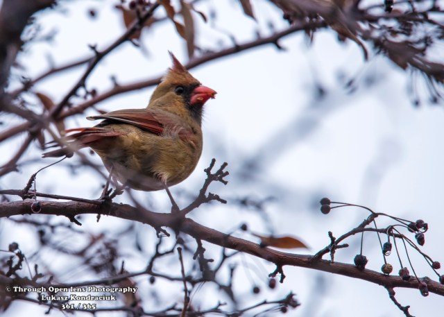 Northern Cardinal
