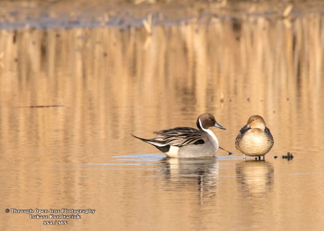 Northern Pintail Ducks