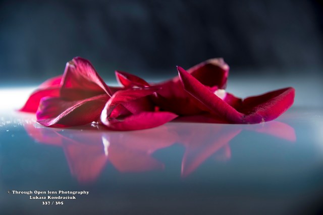 rose petals