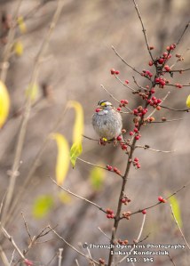 White-throated Sparrow