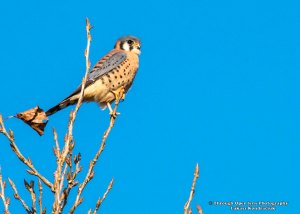 American Kestrel