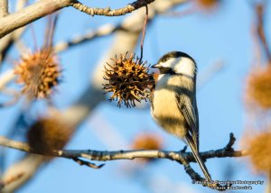 Black-Capped Chickadee