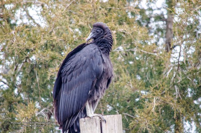 Black Vulture