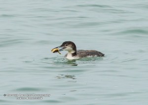 Common Loon