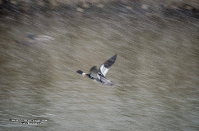 Common Merganser flying