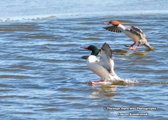 Common Merganser