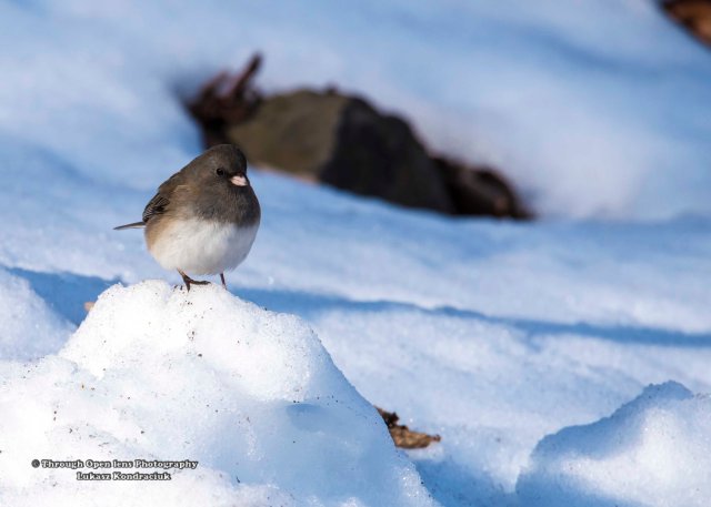 Dark-eyed Junco 1