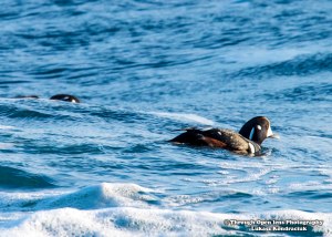 Harlequin Duck