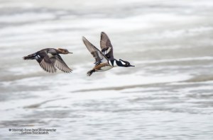 Hooded Mergansers