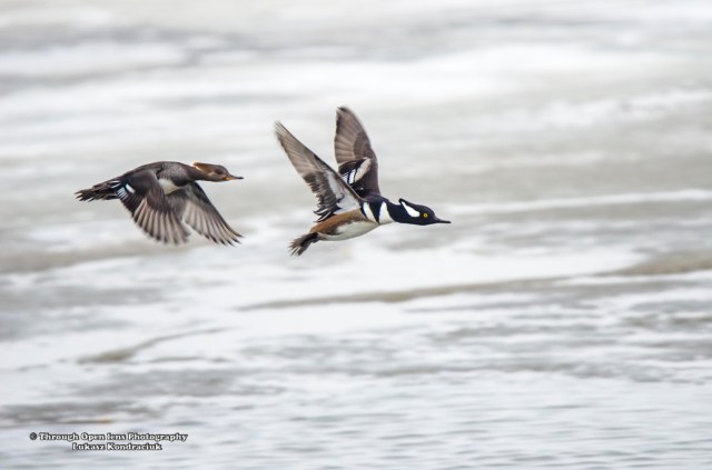 Hooded Mergansers