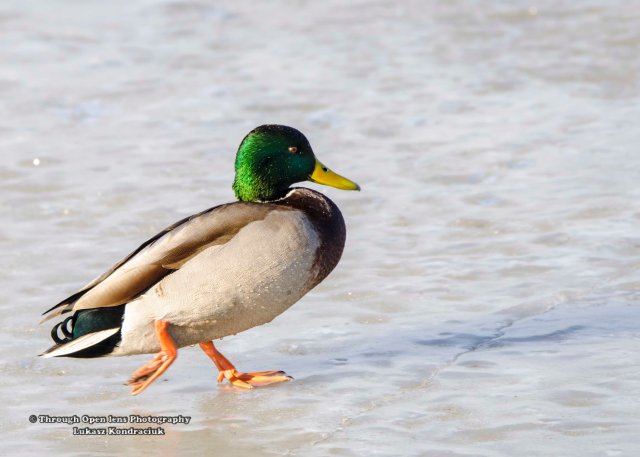 Mallard