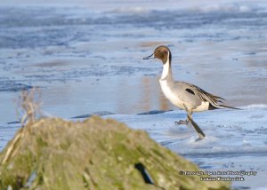 Northern Pintail Duck