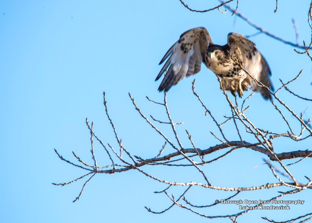 Red tailed Hawk