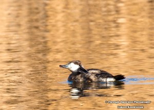 Ruddy Duck