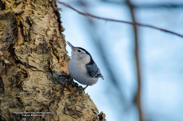 White-breasted Nuthatch