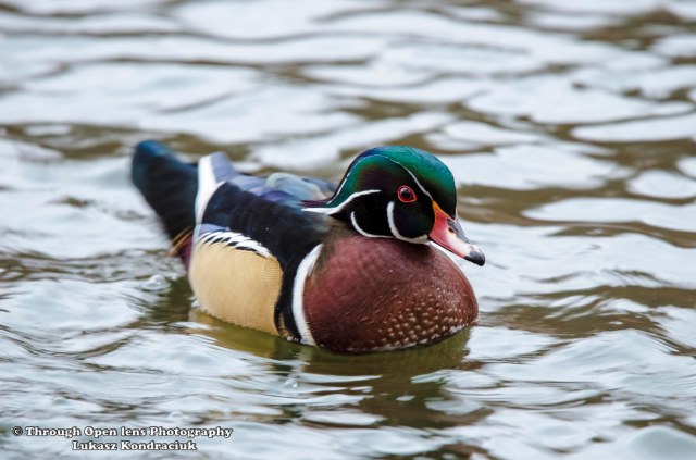 Wood Duck