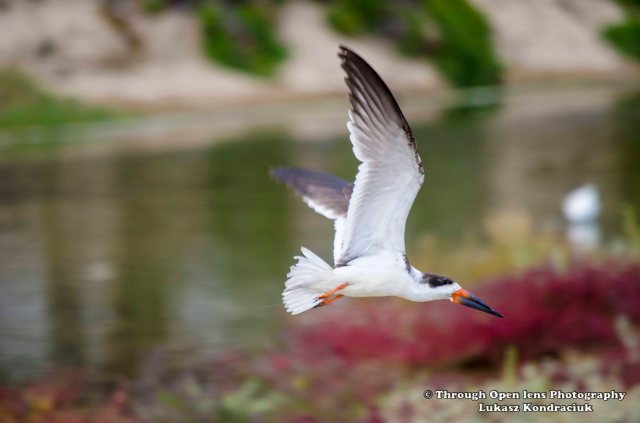 Black Skimmer