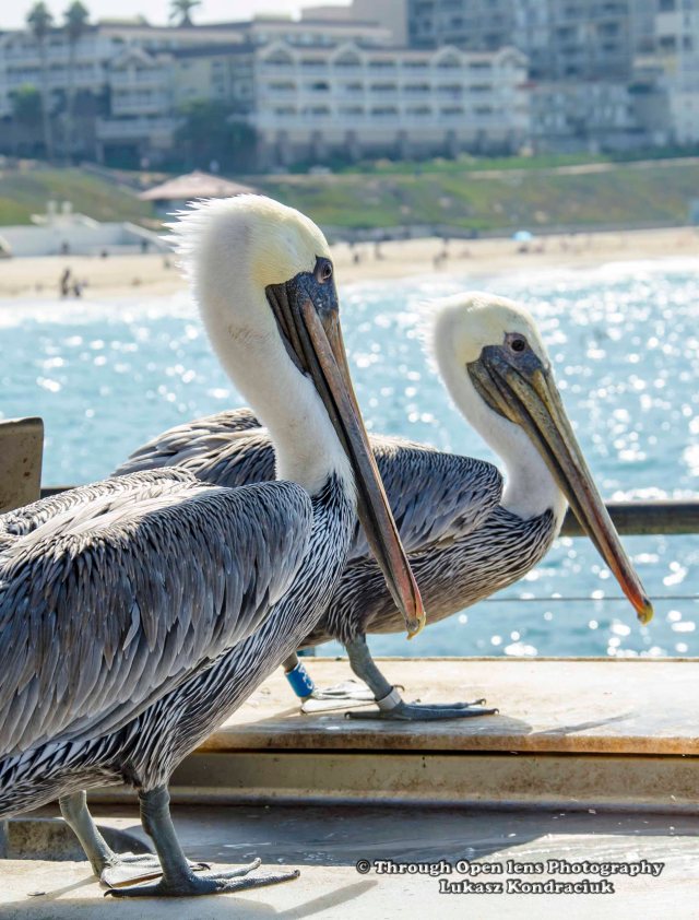 Brown Pelicans