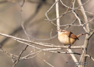 Carolina Wren 1
