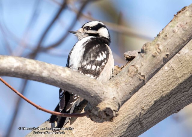 Downy Woodpecker