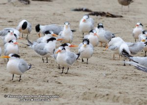 Elegant Tern