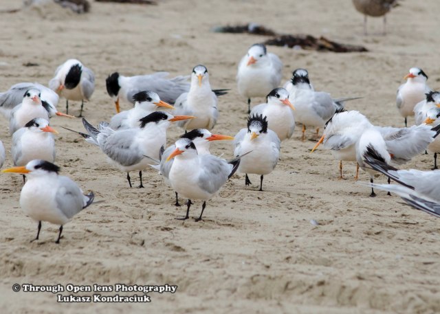 Elegant Tern