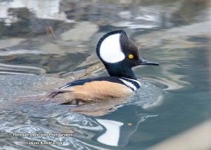 Hooded Merganser