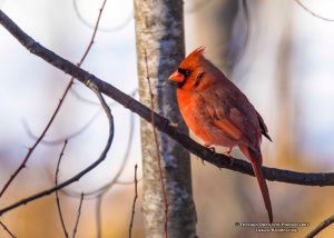 Northern Cardinal male